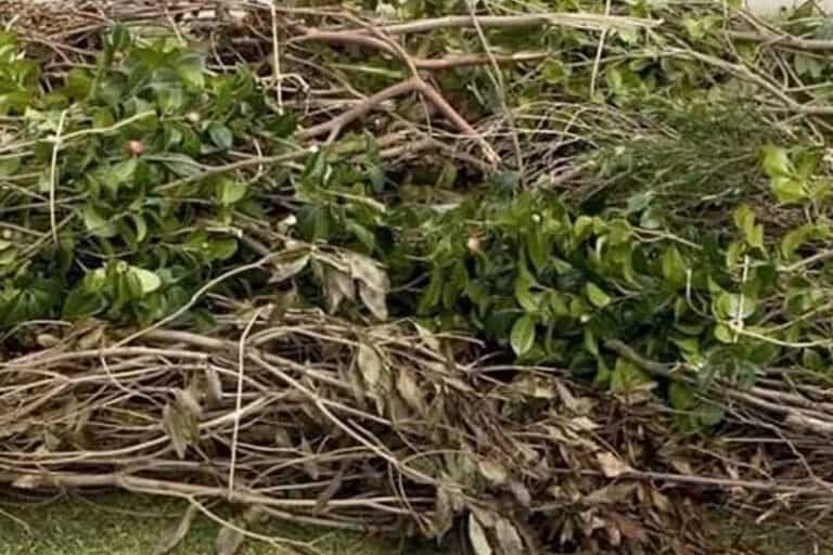 Coffs Harbour Skip Bins